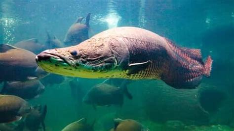 Proteggere il pesce gigante dell’Amazzonia 